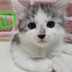 6匹の生後1ヶ月半の子猫の里親を探しています。⑥番の子は里親様決...