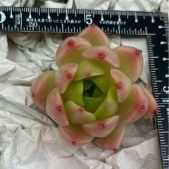 多肉植物　ピンクマルガン　大苗の画像