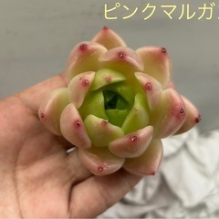 多肉植物　ピンクマルガン　大苗