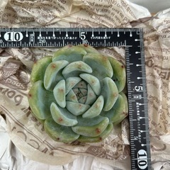 多肉植物　ホワイトラタム　かなり大苗の画像