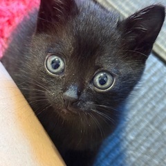 黒色 子猫 メス 里親募集中！