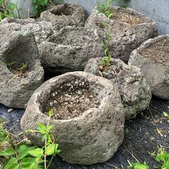 植木鉢　札幌軟石？　プランター　庭石　ロックガーデン　石　ガーデニング　庭　花壇　置き石　ガーデンロック　造園　岩　ガーデンストーンの画像