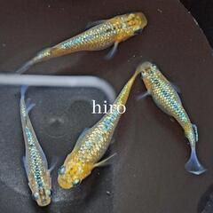 月の響の卵 50個　サンシャインの卵 50個　めだか メダカの画像