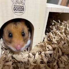 ゴールデンハムスター　里親募集です
