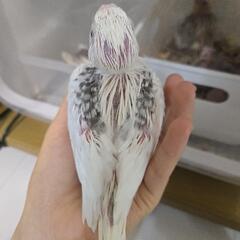 オカメインコ雛 WFヘビーパールパイド  募集 ブリーダー