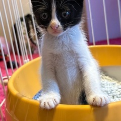 黒色 ハチワレ 子猫 メス 里親募集中！