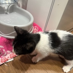 黒色 ハチワレ 子猫 メス 里親募集中！