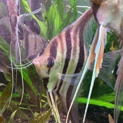 アルタムエンゼル サンガブリエル産