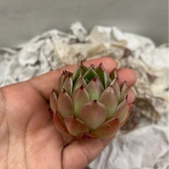 多肉植物　スパイ　大苗の画像