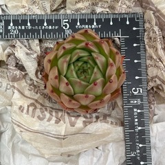 多肉植物　スパイ　大苗の画像