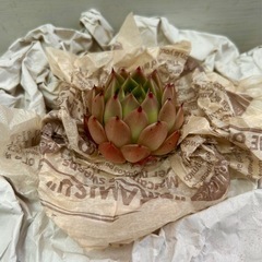 多肉植物　スパイ　大苗の画像