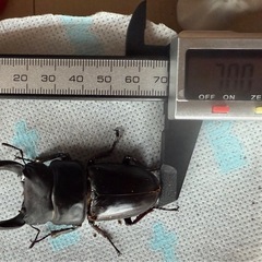 オオクワガタ（ペア）
