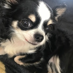 チワワ、メス、譲ります。