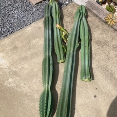 柱サボテン　
