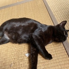 黒猫ちゃん