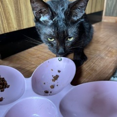かわいい猫達です