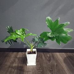 根上がりセローム  2