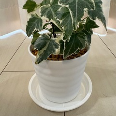 観葉植物アイビー（ヘデラ）鉢植え