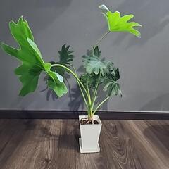 根上がりセローム