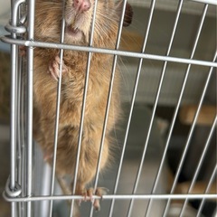 まだ決まっておりません⭕️今週中⭕️デグー 小動物