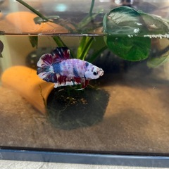 鯉ベタの画像