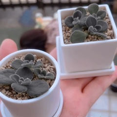多肉の寄せ植えの画像