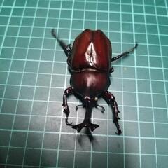 国産カブトムシホワイトアイ