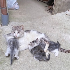猫の里親募集