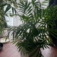 【観葉植物】テーブルヤシ