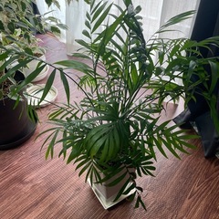 【観葉植物】テーブルヤシ【９月末で締め切ります】の画像