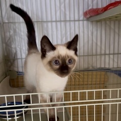 【チャチャ】人も猫も大好きな生後2ヶ月