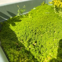 セダム
の画像