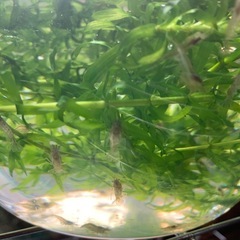 ミナミヌマエビ🦐アナカリス水草🌿レッドラムズホーンの画像