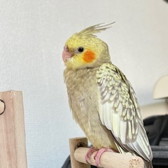 オカメインコ　シナモンパール　一時停止