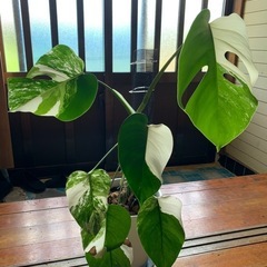 モンステラ