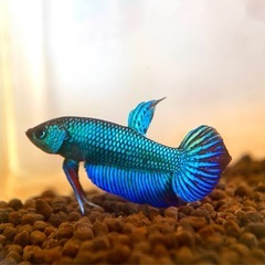 初めましてAQUAHOURです。の画像