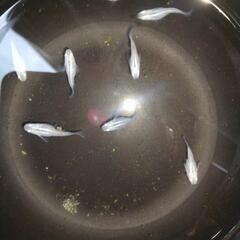 深海ダルマ