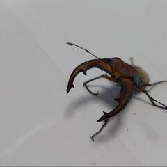 ムニスゼッチホソアカクワガタ新成虫　早いもの勝ち!　多産で飼育容易なので夏休みの自由研究や観察にピッタリ!　即ブリ!の画像