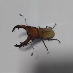 ムニスゼッチホソアカクワガタ新成虫　早いもの勝ち!　多産で飼育容易なので夏休みの自由研究や観察にピッタリ!　即ブリ!の画像
