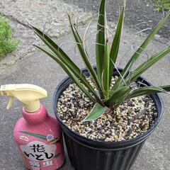 ユッカ　カルネロサーナの画像