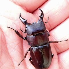 【採集禁止種】ダイトウヒラタクワガタ ペア販売② 2025