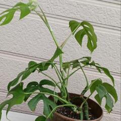 ヒメモンステラ　さし木鉢