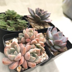多肉植物　エケベリア他　E