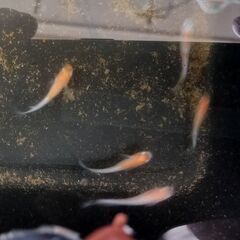 【メダカ】紅白 アマテラス＋小町＋卵【めだか】
