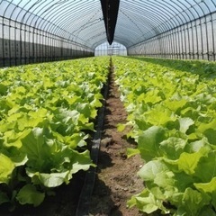 活気ある農園！！米、野菜、花栽培を通して作る楽しさを実感！…