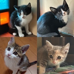 6/21.22日【譲渡会】子猫ちゃん大集合♡