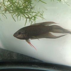 希少！ブラック闘魚1匹だと600円で5匹1セット1,000円
の画像