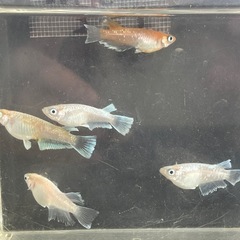 メダカ　レッドクリフ　画像全て　予約可能の画像