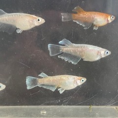 メダカ　レッドクリフ　画像全て　予約可能の画像