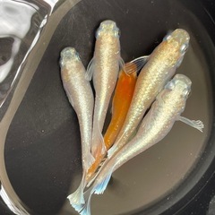 メダカ　レッドクリフ　画像全て　予約可能の画像